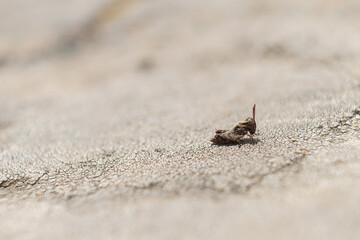 Saltamontes en las rocas