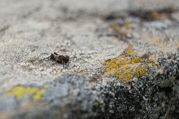 Saltamontes en las rocas