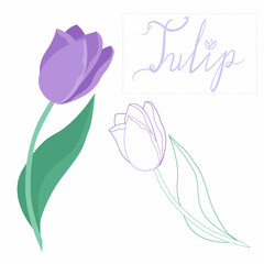 Two tulips hand-drawn in a flat style and with lines. Tulip on a white background for design. Spring flowers elements for decor