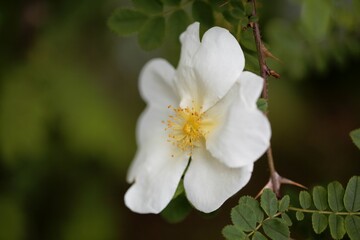 Flower of a silky rose, Rosa sericea