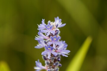 Flower of a pickerelweed, Pontederia cordata