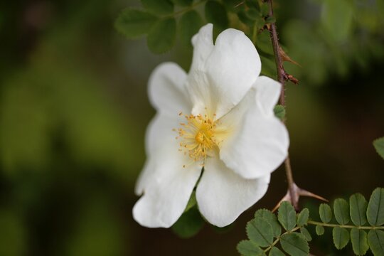 Flower Of A Silky Rose, Rosa Sericea