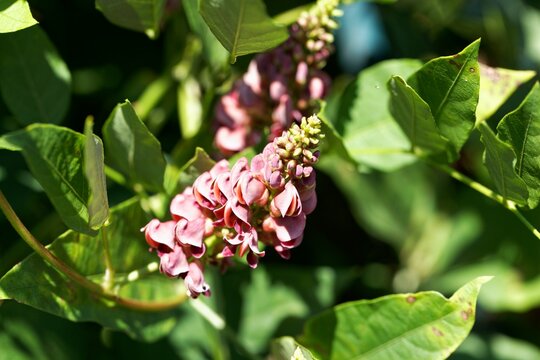 Flowers Of An American Groundnut, Apios Americana