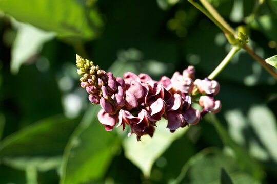 Flowers Of An American Groundnut, Apios Americana