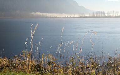 Dry lake weeds with crystals of frost