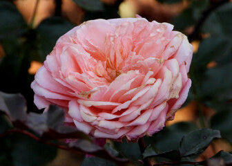 Aging autumn hybrid Damasc Rose