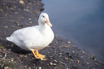 White mulard duck on the background of the lake.