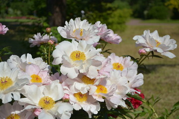 Blooming peonies in the botanical garden. Russia, St.Peterburg 