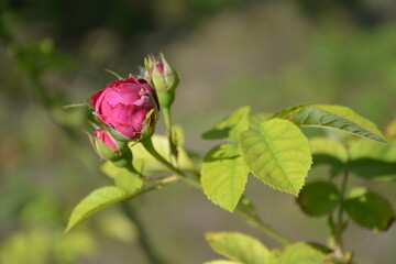 Enchanting bright rose bud. Russia, St.Peterburg 