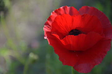 Beautiful poppy flower in the rays of the bright sun. Russia, St.Peterburg 