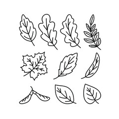 Doodle-an icon of the leaves of different trees. Contour image of fallen leaves of oak, maple, elm, birch, rowan, willow. black drawing of plants for stickers, decor, postcards. Vector clipart of plan
