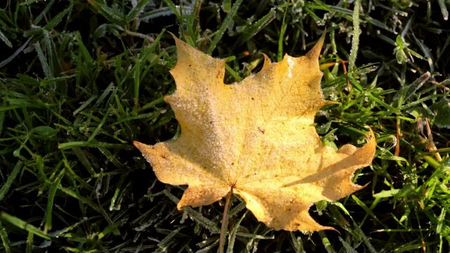 Nature. The first frosts. On yellow freezing maple leaf are forming ices and snow crystals. Morning dew and hoarfrost. The weather of late autumn or winter start. Time lapse. Green grass or lawn.