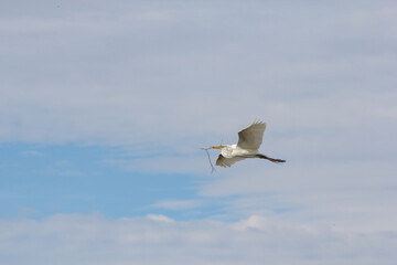 White heron flying carrying stick to the nest. Selective focus