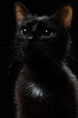 Portrait of an attentive and interested black cat on a black background. Studio light