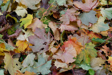 herbstfarben im park