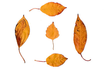 Fünf gelbe Blätter auf einem weißen Hintergrund