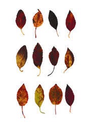 zwölf verschiedene kleine Blätter auf einem weißen Hintergrund