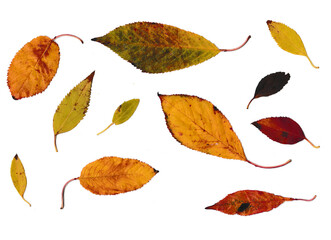 Elf verschiedene Blätter auf einem weißen Hintergrund