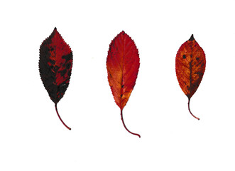drei rote Blätter auf einem weißen Hintergrund