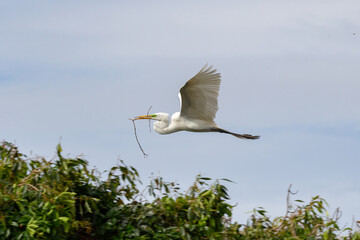 White heron flying carrying stick to the nest