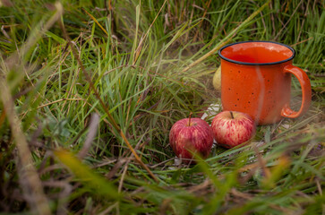 Big orange cup and apples in autumn grass. Composition with tea or coffee cup and autumn herbs....