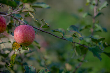 Apple tree