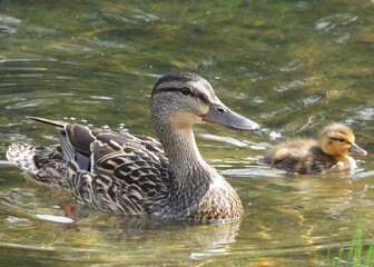 Mallard Duck Lady with duckling