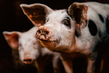 pigs in farm