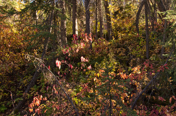 Autumn Leaves in the Forest