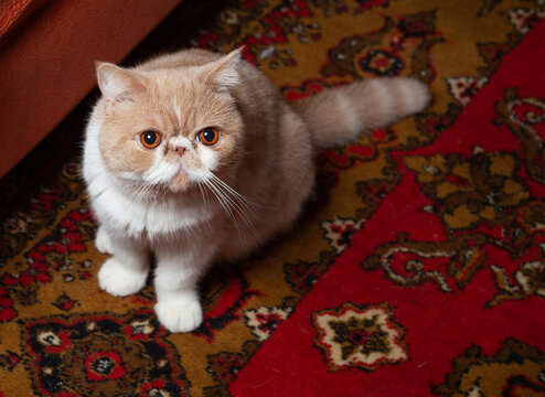 Cat On A Red Carpet