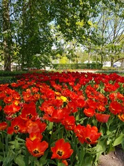 A glade of red tulips in the shade of trees. Russia, St.Peterburg 