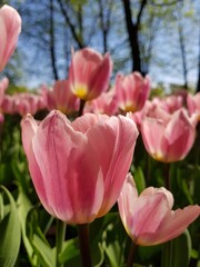 Delicate pink tulips in the rays of the sun. Russia, St.Peterburg 