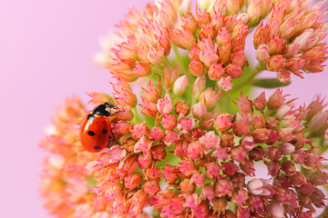 Small ladybug climbing on beautiful flower