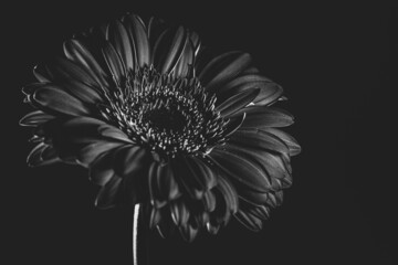 black and white flower - 465120501