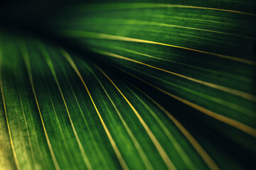 green leaf texture - 465120506