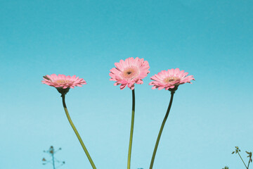 pink flowers with blue background - 465120507