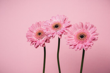 pink flowers with pink background - 465120508