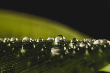 drops on grean leaf