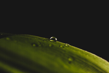 drops on grean leaf