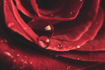 water drops on red rose - 465120511