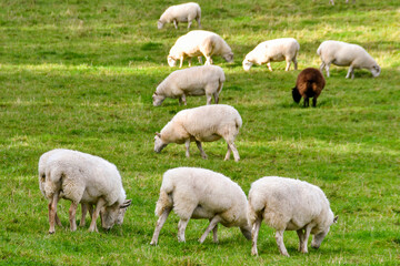 Obraz na płótnie Canvas Flock of sheep grazing in a farm field. No people.