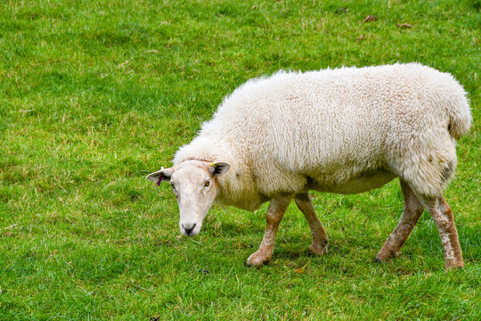 Close up of a single ewe in a field ooking at the camera.  No people.