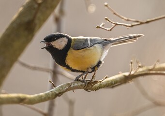 yellow backed shrike