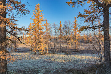 Landscape of the autumn nature of the northern forest-tundra of Siberia in warm colors. Yellowed needles of larch and birch. Amber colors of taiga autumn in the polar region. 