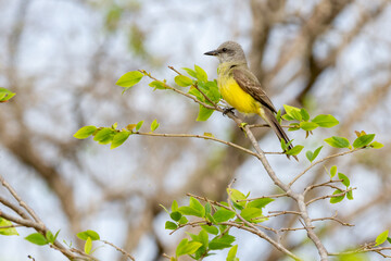 yellow-chested bird known as 