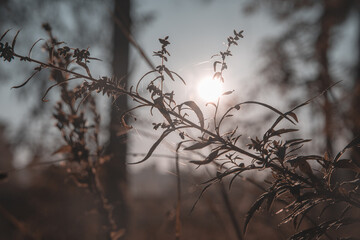 Bright sun rays through the budding grass
