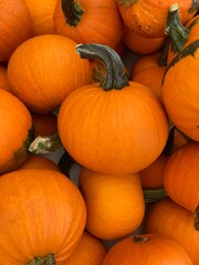 Mini Pumpkins for Autumn Season and Holidays