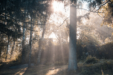 Obraz premium Morning rays penetrating leaf forests