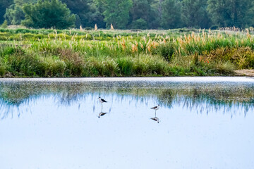 lagoon surrounded by vegetation with water birds