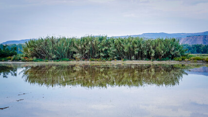 lagoon surrounded by vegetation with water birds